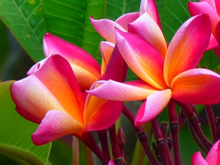 Red Frangipani - frangipani, photography, colorful, lovely, nature, red, close-up, beautiful, flowers