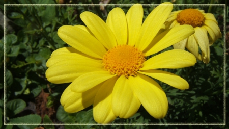 Mt. Philo Flower - yellow, orange, daisy, mt philo, flower