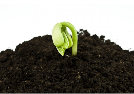 Sprout - soil, spring, sprout, bean