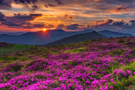 Mountain sunset - valley, sky, carpet, meadow, sunset, view, amazing, pretty, clouds, mountain, summer, lovely, nature, fiery, beautiful, flowers, sunrise