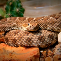 Rattle Snake