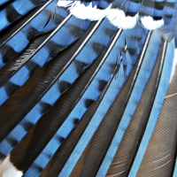 Wing