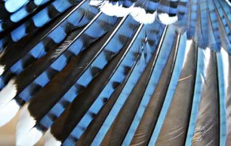 Wing - feather, white, bird, black, wing, texture, blue