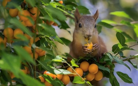 Squirrel - squirrel, fruit, animal, orange, green, tree, food, apricot, sweet