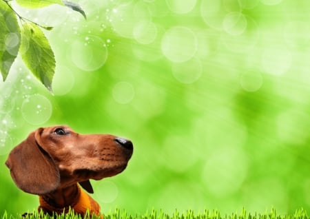 Funny dachshund - dog, green, grass, dachshund