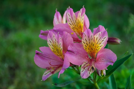 Spring - flower, pink, cute, beautiful, flowers, photo, spring, lovely, nature, green