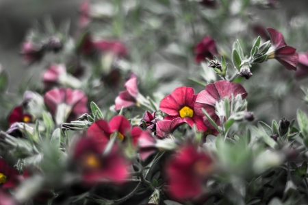 Spring - flower, pink, cute, beautiful, flowers, photo, spring, lovely, nature, green