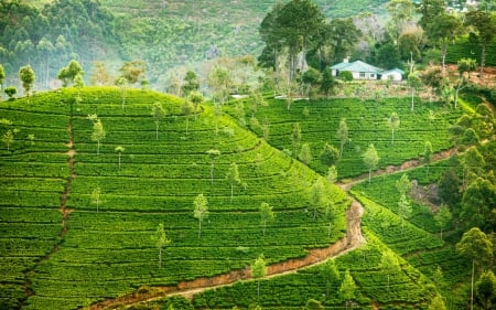 Plantation - nature, tea, tree, plantation