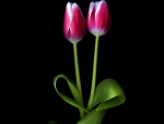 Pink Tulips