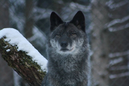 WOLVES WISDOM - wolf, nature, wisdom, snow, animals, black