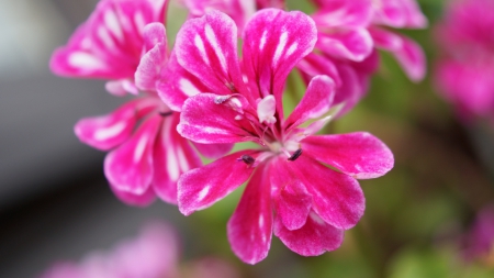 Geranium - pelargonium, zeraniumu, cranesbill, red, deep pink, flowers, geraniaceae, geranium, flower, geraniales