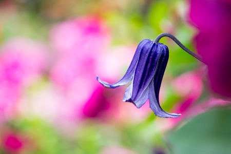 Beautiful Flower - purple, klimatis, macro, bud, flower