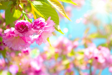 Spring flowers - leaves, 07, flowers, stem