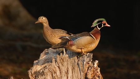 Amazing Colors - amazinf, two, bird, duck