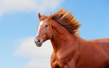 Horse - beautiful, horse, nature, graceful