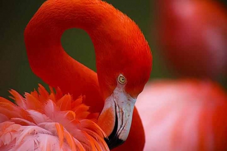 red beauty - red, animals, cool, nature, birds