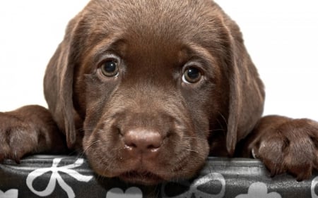 ♥ - cute, puppy, labrador, sweet