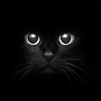 Black cat