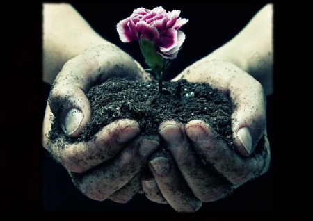 Bring you a flower - hands, soil, rose, flower