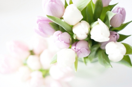 Tulips - flowers, tulips, soft, purple and white, wedding bride, bouquet, pastel