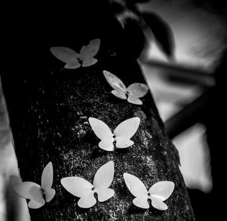 Wings in flight - flight, wings, butterfly, two colors, black and white