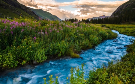 Colorado - flowers, river, sunset, summer, USA, landscape, Colorado, mountains