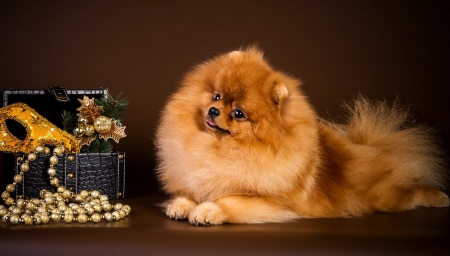 Dog - spitz dog, casket, beads, mask