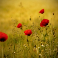 Poppies Field