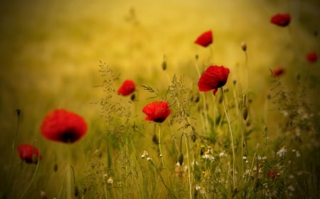 Poppies Field - nature, splendor, poppies field, field, flowers field, flowers, poppies, poppy