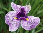 Japanese iris