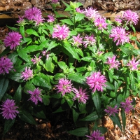 Bee Balm