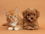 kitty and puppy