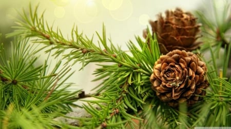 Pine cones - twigs, branch, summer, fir, HD, forest, leaves, tree, nature, cones, green, pine, leaf, wallpaper