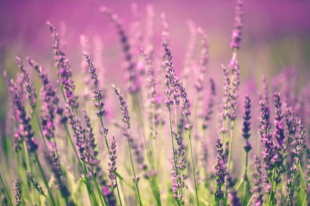 Lavender Field - purple flowers, flowers, field, lavender, nature, lavender field