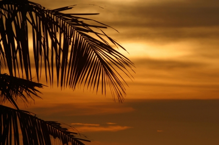 Palm at Sunset - sky, water, clouds, beach, sea