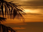 Palm at Sunset