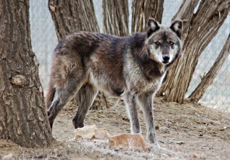 grey wolf - tail, low, held, stands