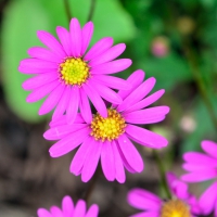 Happy Little Flowers