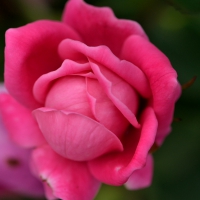 Blooming Pink Rose