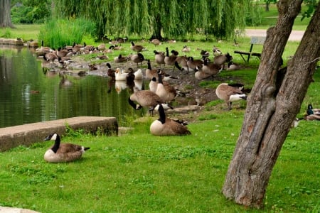 Ducks In A Row - geese, canadian geese, Ducks In A Row, ducks