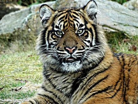 Siberian tiger - head, eyes, portrait, face, tiger