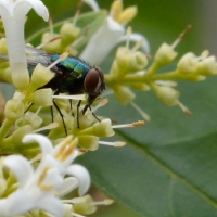 Blue Green Bottlefly