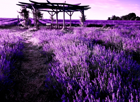 Lavenders - nature, field, flowers, flower, lavender