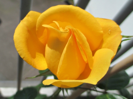 Yellow Rose - flower, yellow, nature, rose