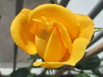 Yellow Rose