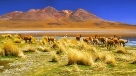 Andean Highlands - birds, desert, beautiful, blue sky, grass, mountains, lakes, animals, salt flat