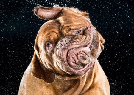 dogue de bordeaux shake - fun, pet, dogue de bordeaux, dog, breed, shake