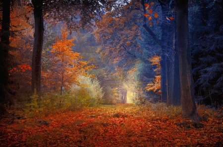 Fall Silence - red, forest, path, beautiful, yellow, grass, blue, magic luminosity, autumn leaves, trees, green