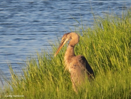 Dinner Is Long Gone - bird, Egret, marsh, grass, animal, nature, swamp, field, lake, waterfowl