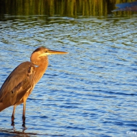 Brown Beauty in the Evening Marsh